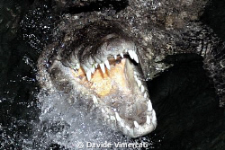 Crocodile Franco shows his best smile for the guests of T... by Davide Vimercati 